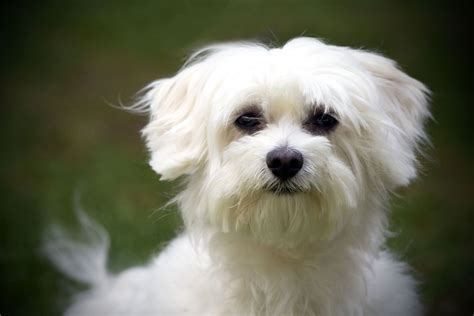 Can You Take A Maltese Running? Exploring Exercise For Maltese Dogs