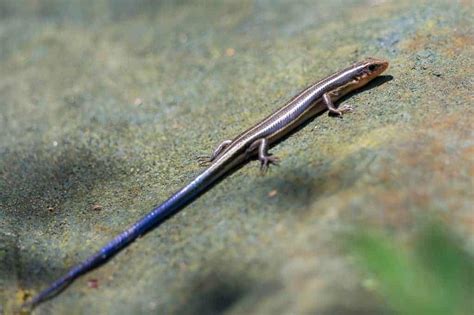 Japanese Five-lined Skink (Plestiodon japonicus) – Focusing on Wildlife