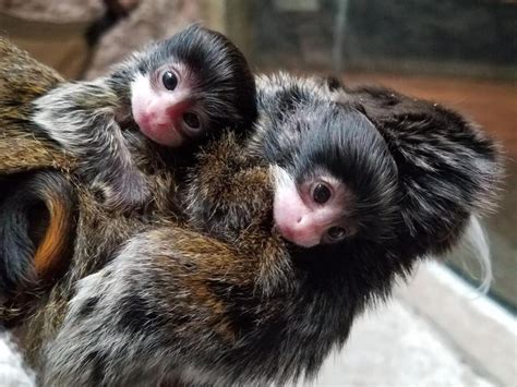 Tamarin Monkey Baby - Interesting Facts to Know - Primates Park