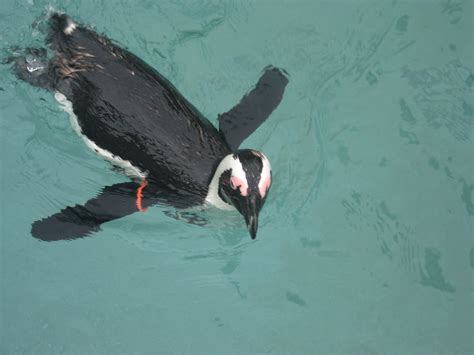 Free photo: Penguin - Animal, Beak, Bird - Free Download - Jooinn