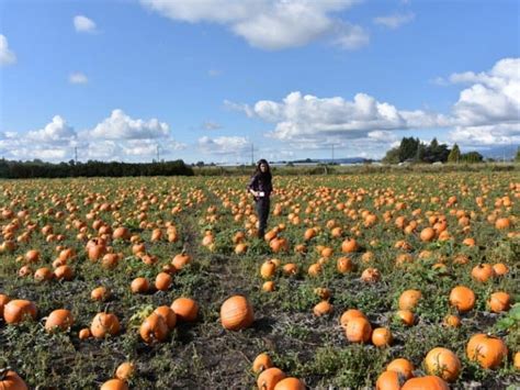 When to Harvest Squash – Gardening Tips 2023 - Northern Nester