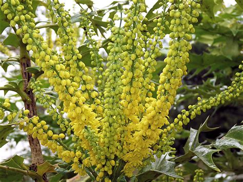 Mahonia x Charity | Wonderful winter flowering shrub with pa… | Flickr