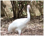 Facts About Siberian Crane - Interesting and Amazing Information on ...