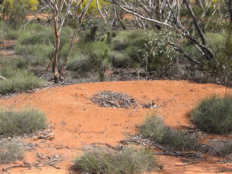 Malleefowl nest, Gluepot Reserve near Waikerie, South Australia - Trevor's Birding