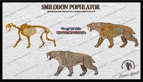 Smilodon populator (Skeleton reconstruction) by TurcoAyub on DeviantArt