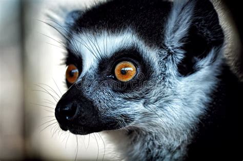 Lemur eyes stock photo. Image of chilling, waiting, garden - 40846932