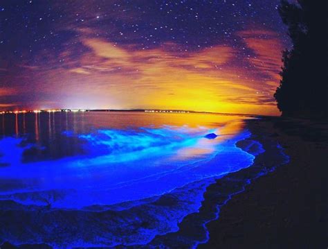 Bioluminescence is Here! Kayak amongst the beautiful Bioluminescence with www.cocoakayaking.com ...