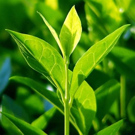 Camellia Sinensis.Tea Tree Grow your own tea plant 20pcs Real Fresh Tea ...