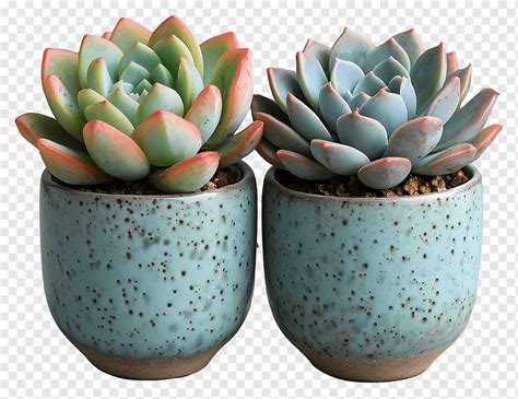 Two small blue ceramic planters with succulents, png | PNGWing