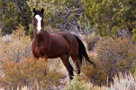 9 Stunning Places You Can See Wild Horses In Nevada - Only In Your State