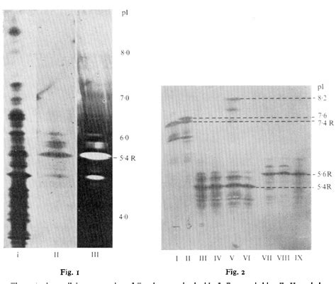 Isoelectric Focusing | Semantic Scholar