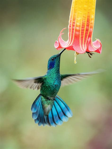 What Colors Attract Hummingbirds and How Many Colors Can They See? | Color Meanings