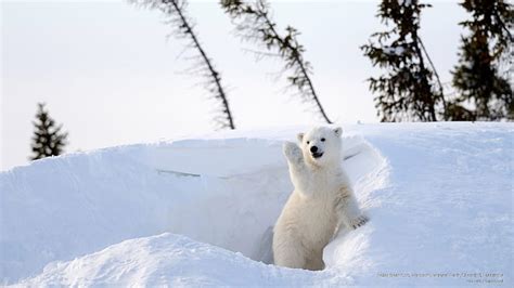 Free download | HD wallpaper: Polar Bear Cub, Wapusk National Park ...