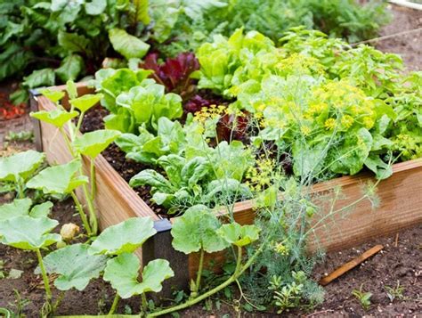 Small Vegetable Garden Ideas & Tips - Garden Design (2022)