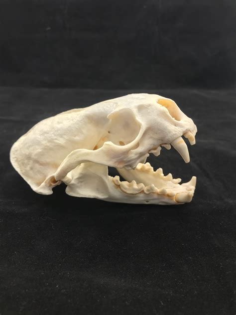 Otter Skull, real bone, available for purchase at natur.