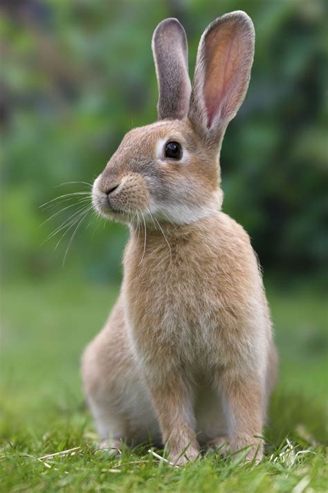 AnimalPedia: #Pets Rabbits/Zecevi