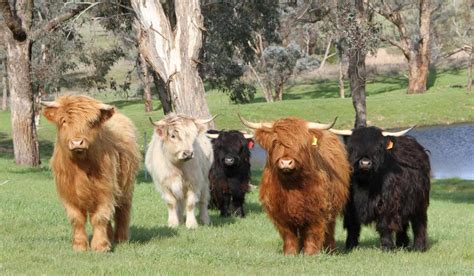 highland calves - Google Search | Miniature cow breeds, Mini cows, Fluffy cows