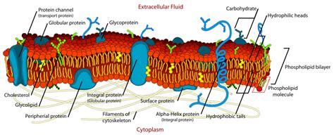 Structure of The Cell Membrane - Phospholipids - Cholesterol - TeachMePhysiology