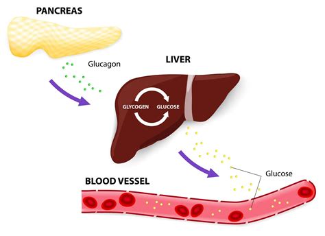 Glucagon receptor antagonist: a diabetes drug development - GT health