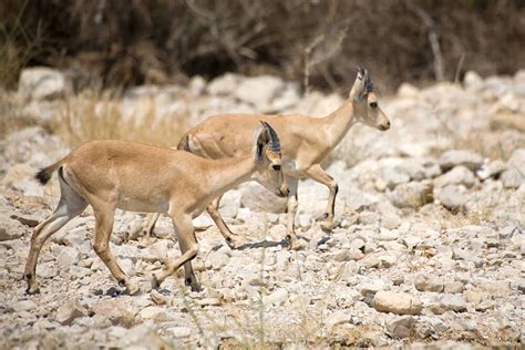 Nubian Ibex | San Diego Zoo Animals & Plants