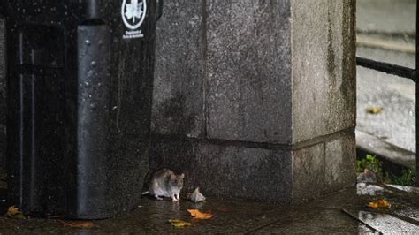 NYC mayor, a vocal rat opponent, faces more fines for rat infestation at Brooklyn property | CNN