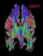 Understanding Fasciculations, Muscle Atrophy, and LMN Lesions: A | Course Hero