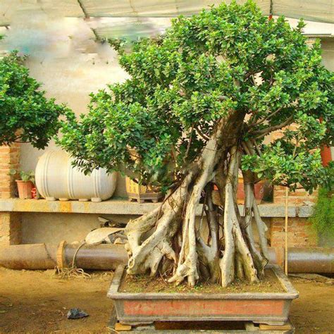 50Pcs Ficus Benghalensis Banyan Tree Seeds - Pure Bonsai