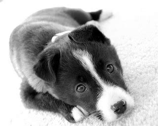 Border Collie / Akita Mix B&W | Olive! | HB | Flickr