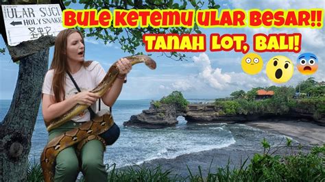 TANAH LOT BALI | A BIG SNAKE IN TANAH LOT BALI, OMG - YouTube