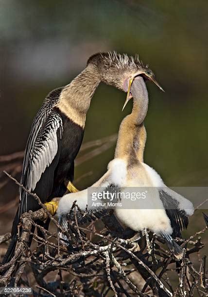 Birds Feeding Chicks Photos and Premium High Res Pictures - Getty Images