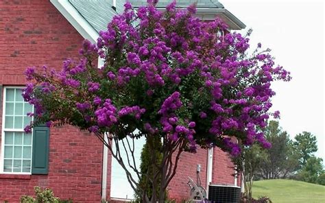 Purple Crepe Myrtle | Myrtle tree, Crape myrtle, Ornamental trees