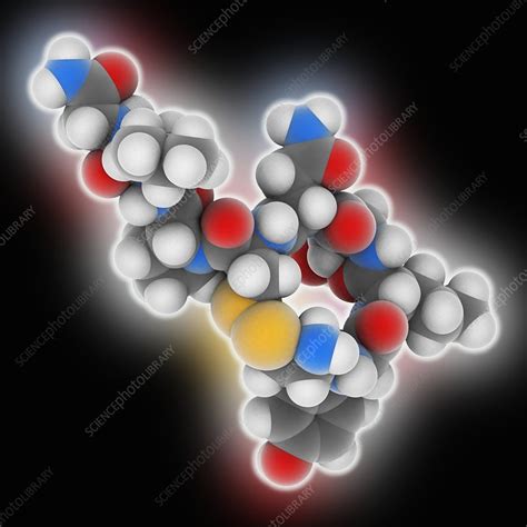 Oxytocin hormone molecule - Stock Image - C025/9588 - Science Photo Library