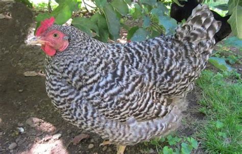 Dominique Chicken: Eggs, Height, Size and Raising Tips | Chicken breeds ...