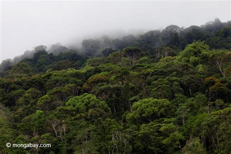 Rainforests need massive finance, but REDD must be well-designed to succeed