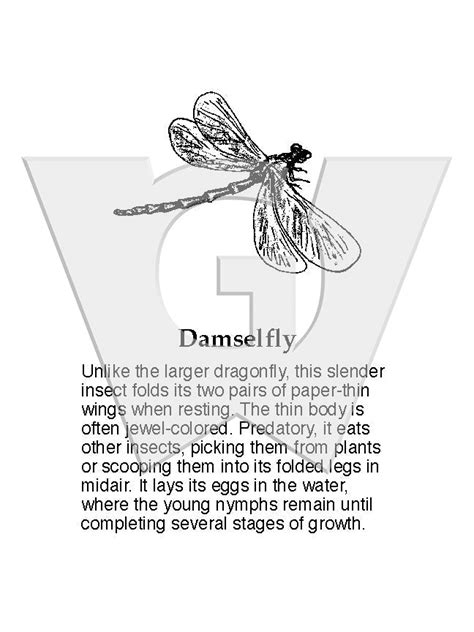 Damselfly – Wilderness Graphics, Inc.