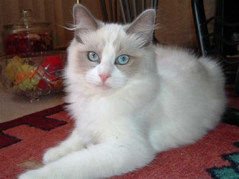 The Ragdoll Cat Breed