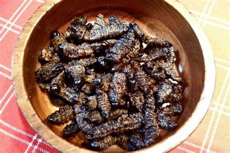 Mopane Worms (traditional South African delicacy) | Food and drink ...