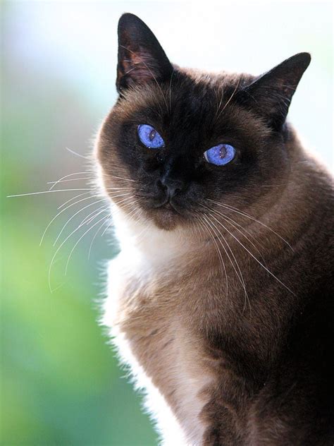 Siamese Cat Similar Breeds - Pets Lovers