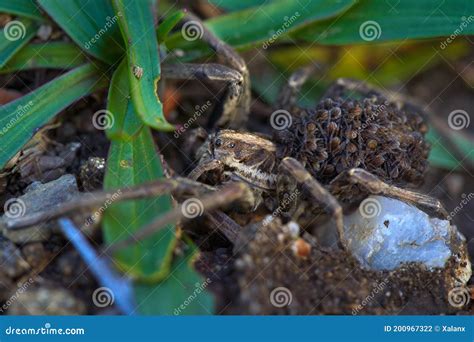 Wolf Spider Carrying Babies Stock Photo - Image of arachnid, creepy ...