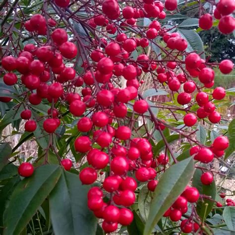 Nandina domestica, Sacred Bamboo in GardenTags plant encyclopedia