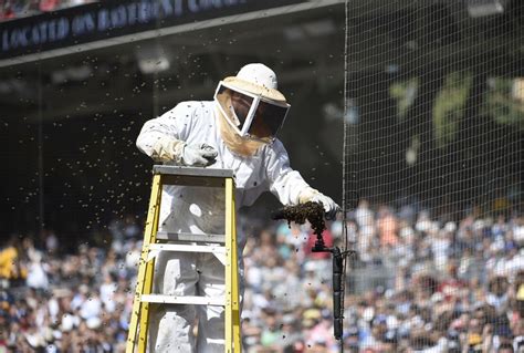 Photos: Animals on the Playing Field - The Atlantic