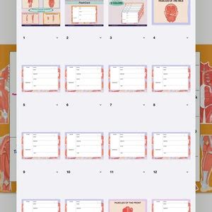 Human Muscles Anatomy Flash Card/ Anatomy Note/ Printable/digital Product. - Etsy