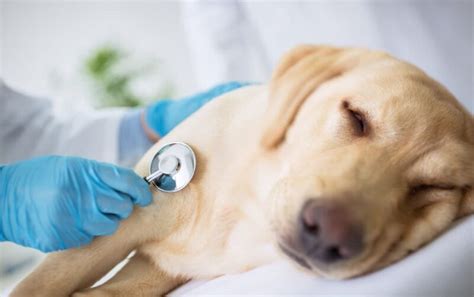 Addison’s Disease in Dogs | Great Pet Care