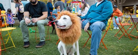 Unleash the Halloween Spirit: 2023 Pet Costume Contest - City Center ...