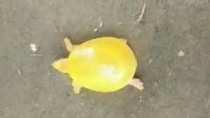 Rare yellow turtle find excites remote village in India - The Petri Dish