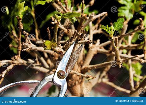 Pruning a bonsai tree stock photo. Image of careful, japan - 43134154