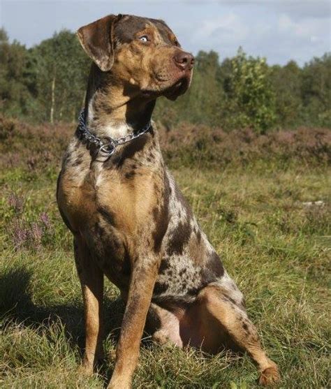 The Catahoula Cow Dog: Catahoula Cur, The Louisiana Cattle Dog