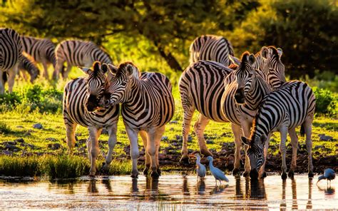 Beautiful Animals From The Wild Cebras Namutoni Restcamp In Etosha National Park Africa ...
