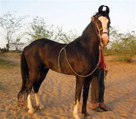 kathiawari horse - Google Search | Marwari Horses | Pinterest