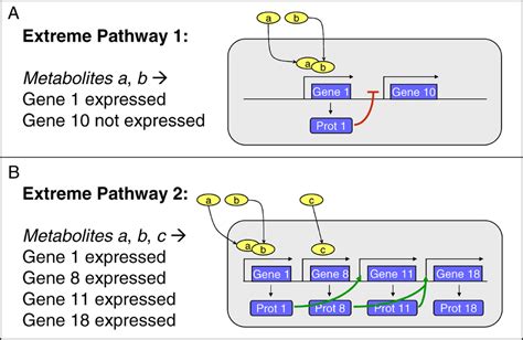 Extreme Pathways for the Prototypic TRS Two examples of extreme... | Download Scientific Diagram